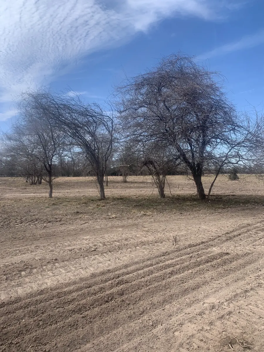 Fresh tracks across cleared ground with bare trees kept